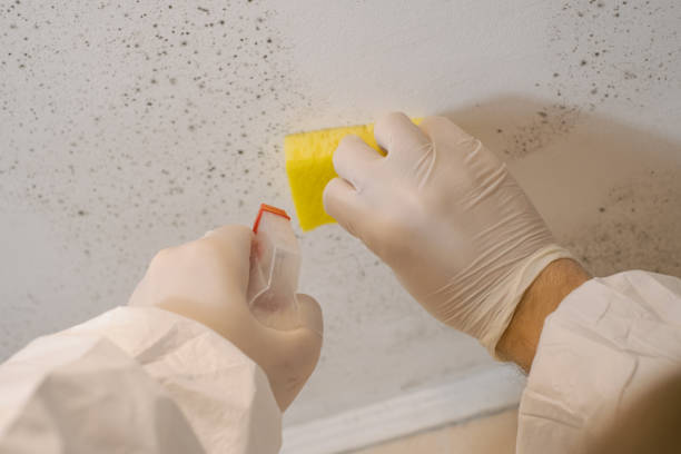 Hoboken, NJ Mold Inspection, Removal & Remediation Company