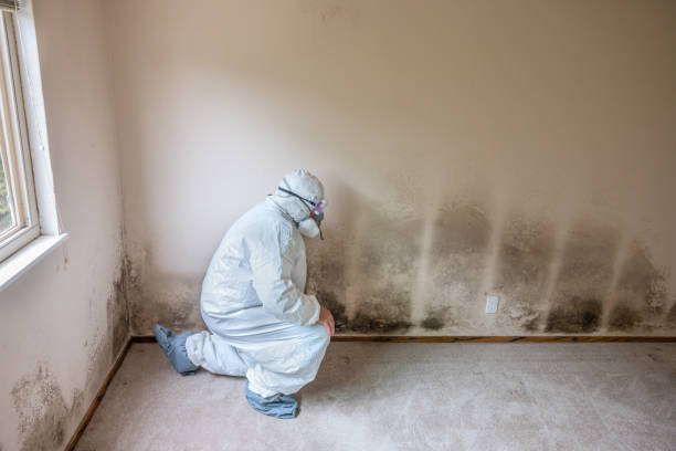 Best HVAC Mold Inspection and Cleaning  in Hoboken, NJ