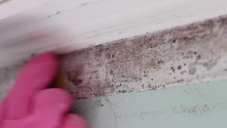 Best Commercial Mold Inspection  in Hoboken, NJ